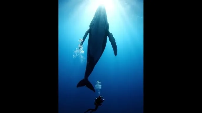 亚洲1卡2卡三卡4卡2021 - 深蓝星球：探索海洋深处的未知世界